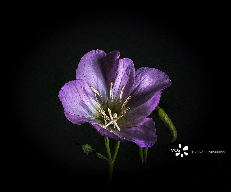 聚焦堆叠的花朵图片素材