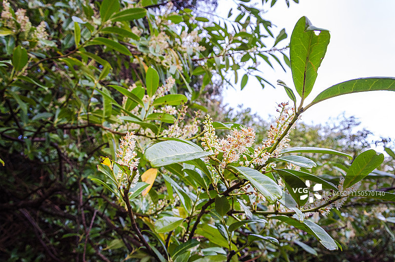 爱尔兰图片素材
