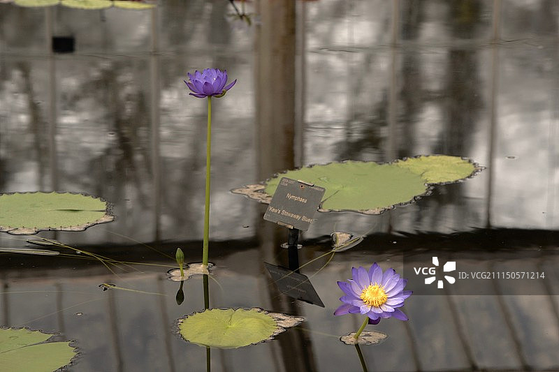 邱园池塘图片素材