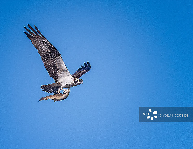 鹗捕食图片素材