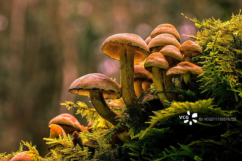 秋天的森林图片素材