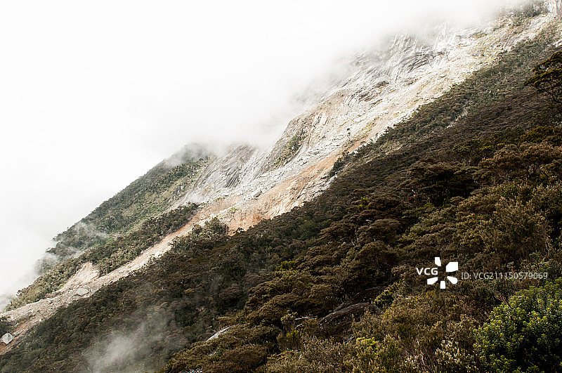 京那巴鲁山的丛林图片素材