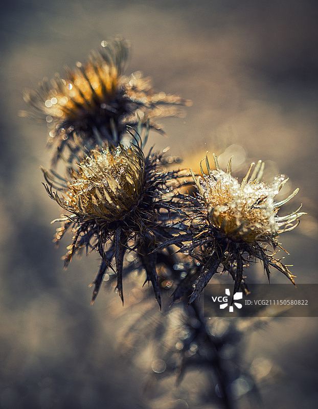 阿塞诺夫格勒，保加利亚图片素材