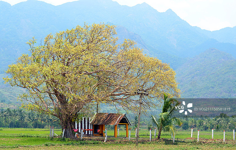 泰米尔纳德邦的寺庙图片素材