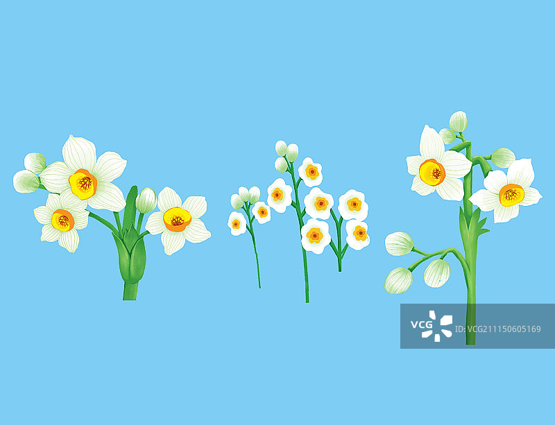 唯美背景元素组图共3000多幅-水仙花图片素材