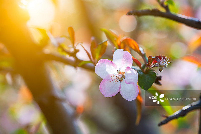 盛开的樱花图片素材