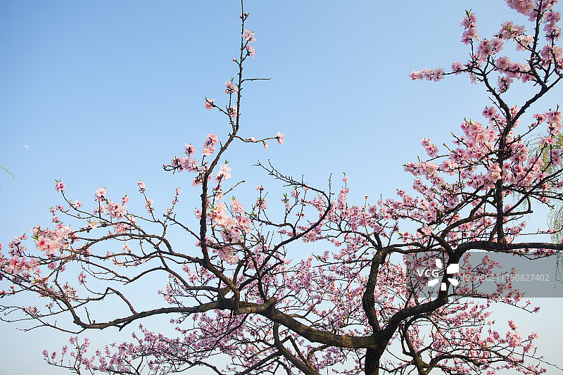 江南名园——蠡园图片素材