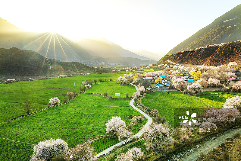 林芝桃花图片素材