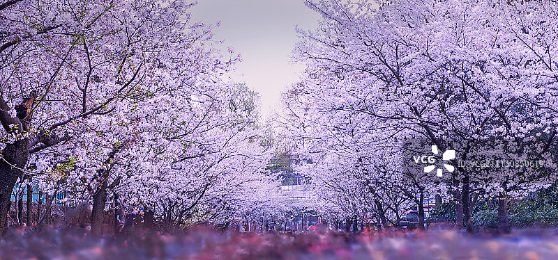 人如潮，樱如雪图片素材