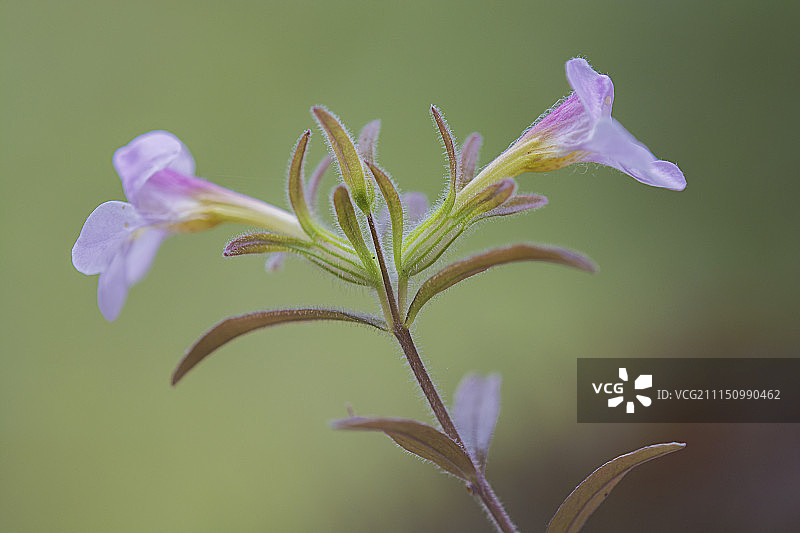 鹿茸草图片素材