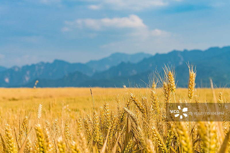 麦收季节图片素材