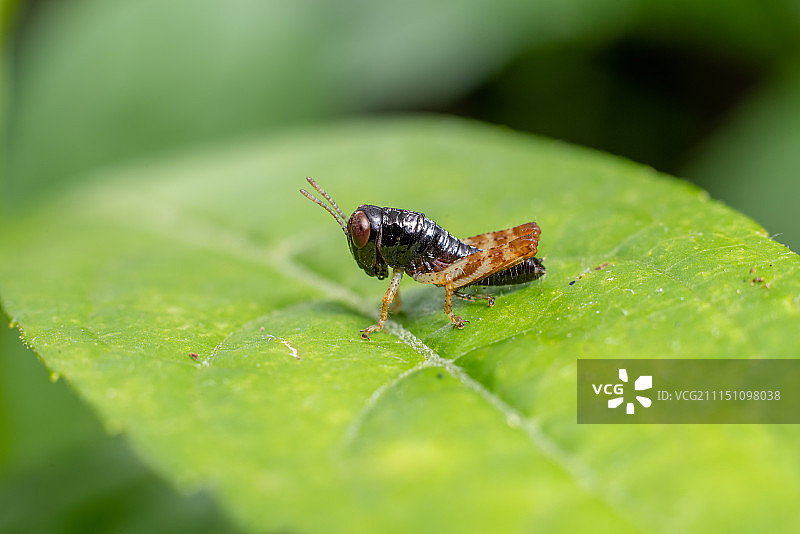 蝗虫幼虫图片素材