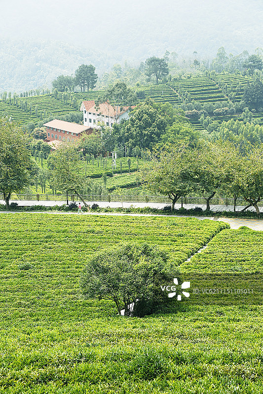 茶园风光-广东雁南飞茶田景区度假村图片素材