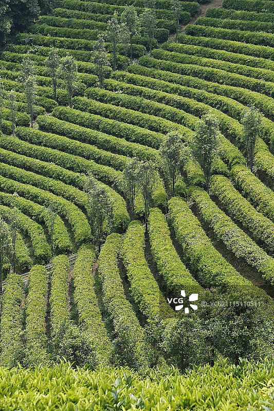 茶园层次绿色生态图片素材