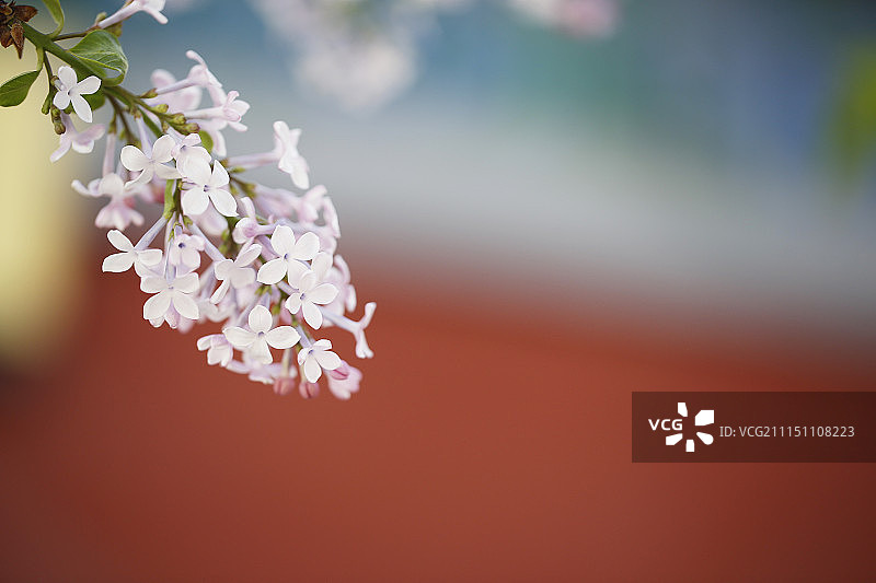 紫丁香浪漫特写图片素材