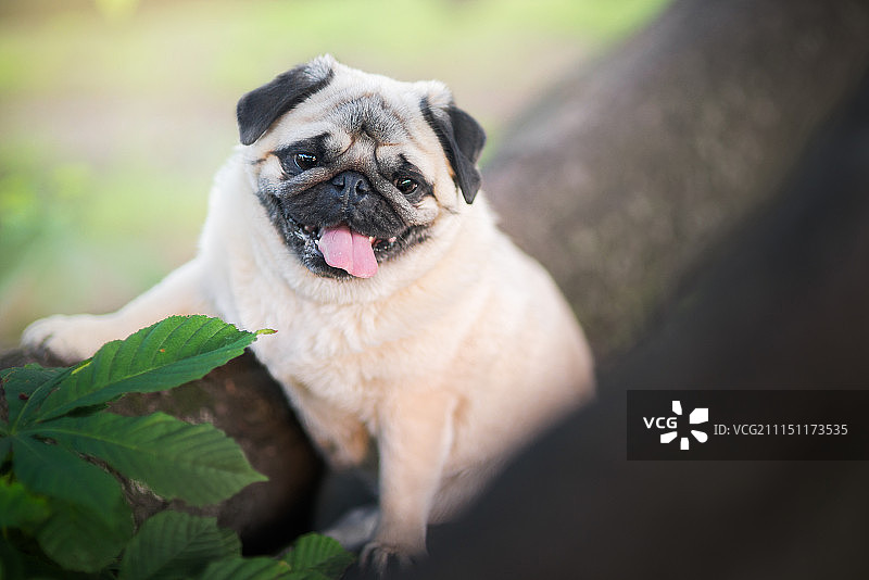 等待春天图片素材