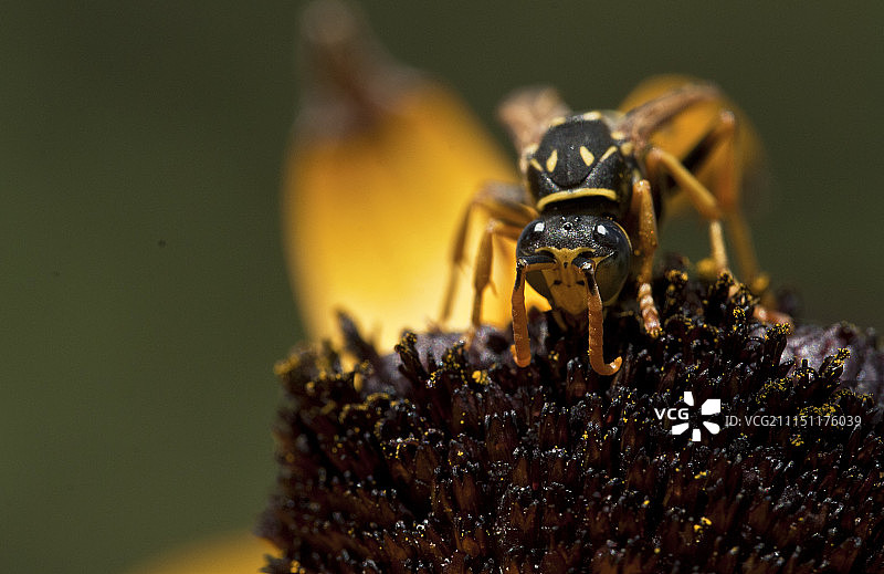 胡蜂授粉图片素材