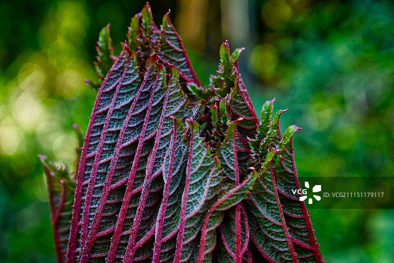 新的增长图片素材