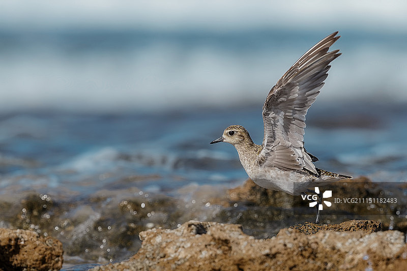 太平洋金斑鸻图片素材