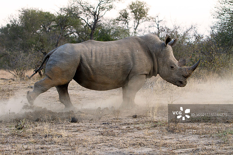 犀牛公牛标记领地图片素材