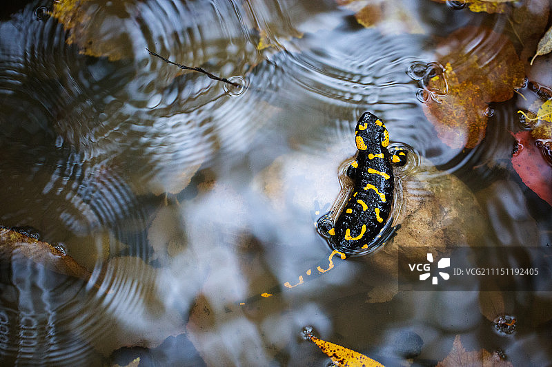 火蝾螈图片素材