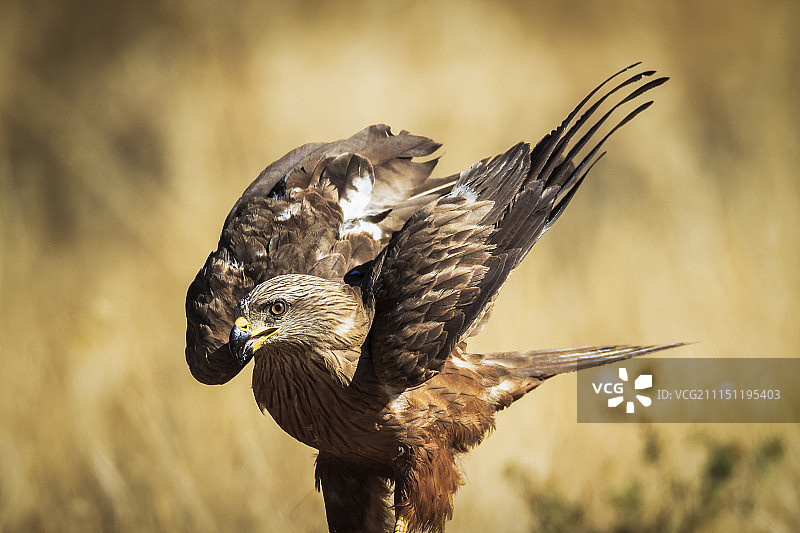 黑色的风筝图片素材