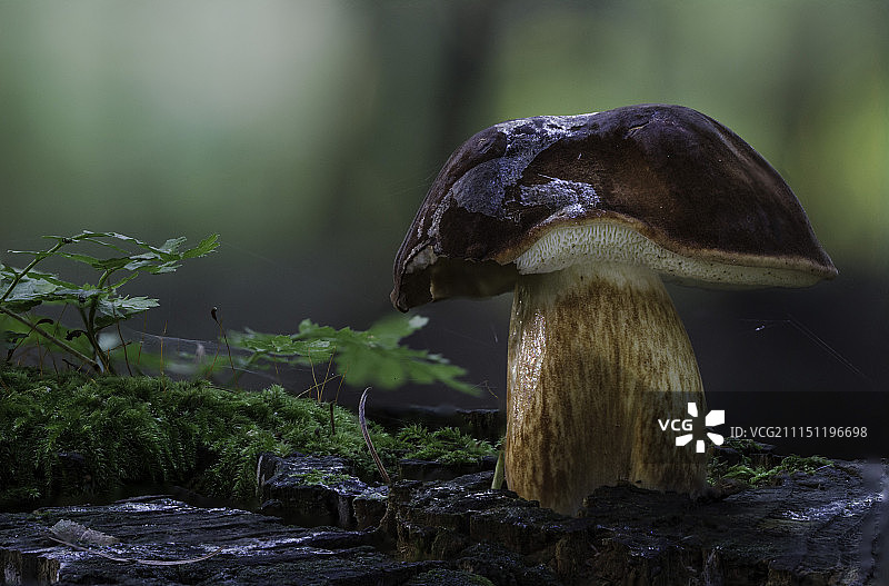 褐绒盖牛肝菌图片素材