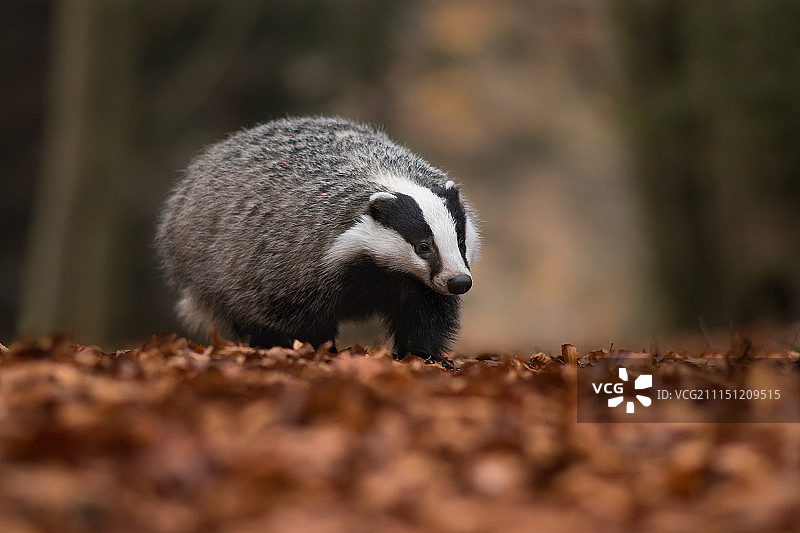 森林獾图片素材