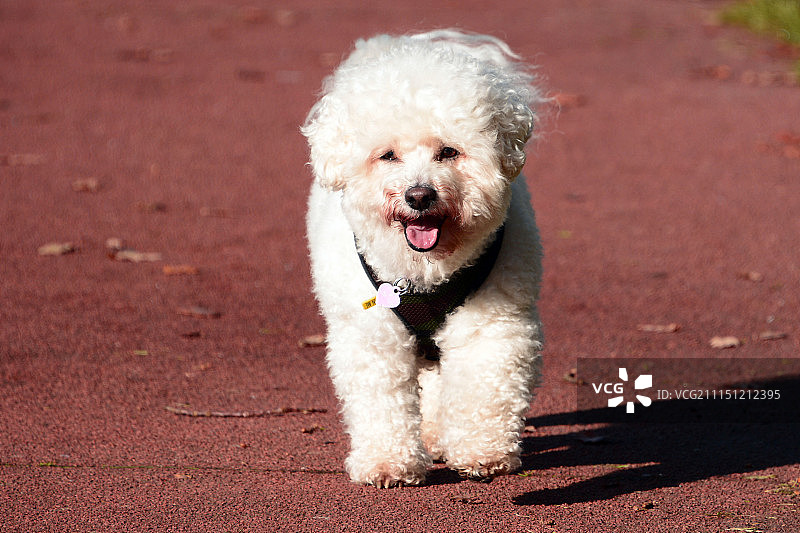 比熊犬图片素材