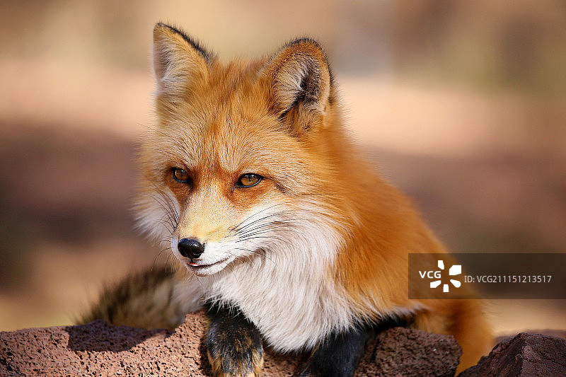 红狐狸图片素材