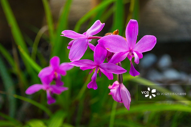 陆生兰花图片素材