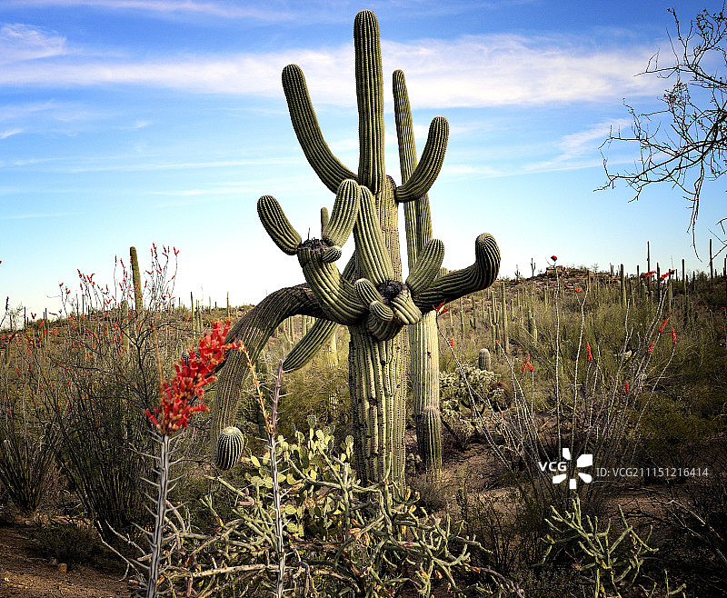 盛开的奥科蒂洛图片素材