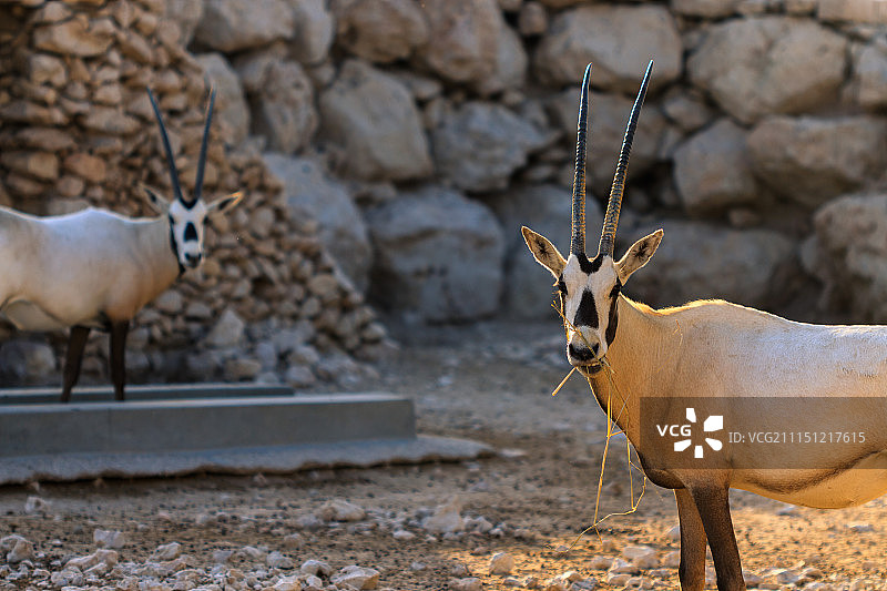 阿拉伯羚羊图片素材