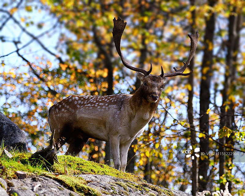 为自己感到自豪图片素材