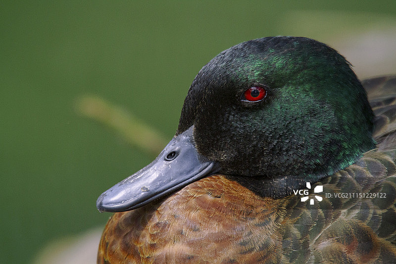 栗色鸭图片素材