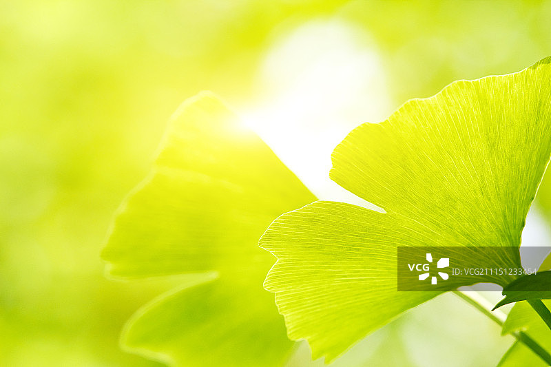 银杏树叶子图片素材