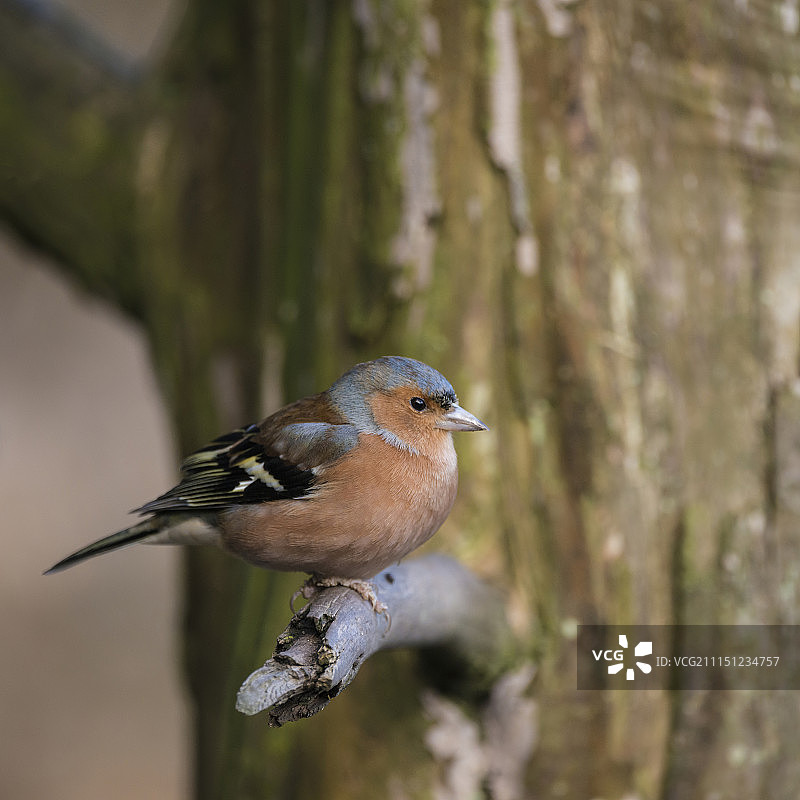 坐落在S树枝上的雄性苍头燕雀的可爱画像图片素材