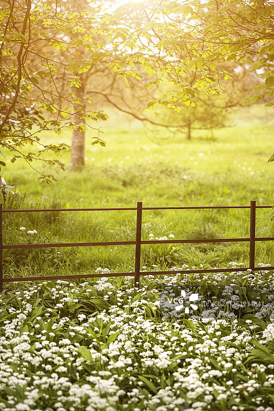 英国乡村风景中美丽的充满活力的春天阳光图片素材