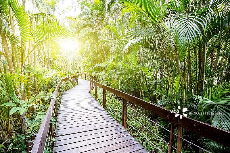 林间木栈道图片素材