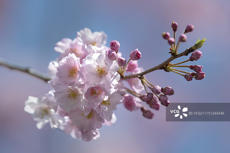 明治神宫外苑图片素材