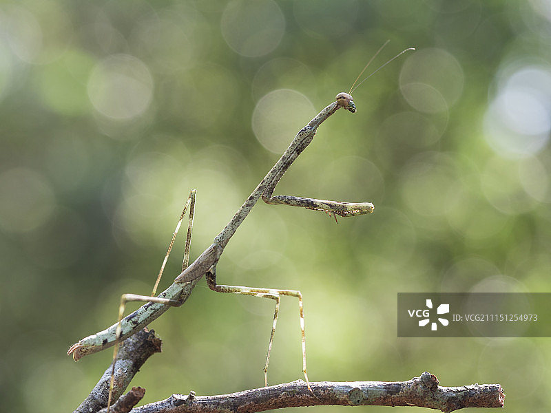 越南仁泽图片素材