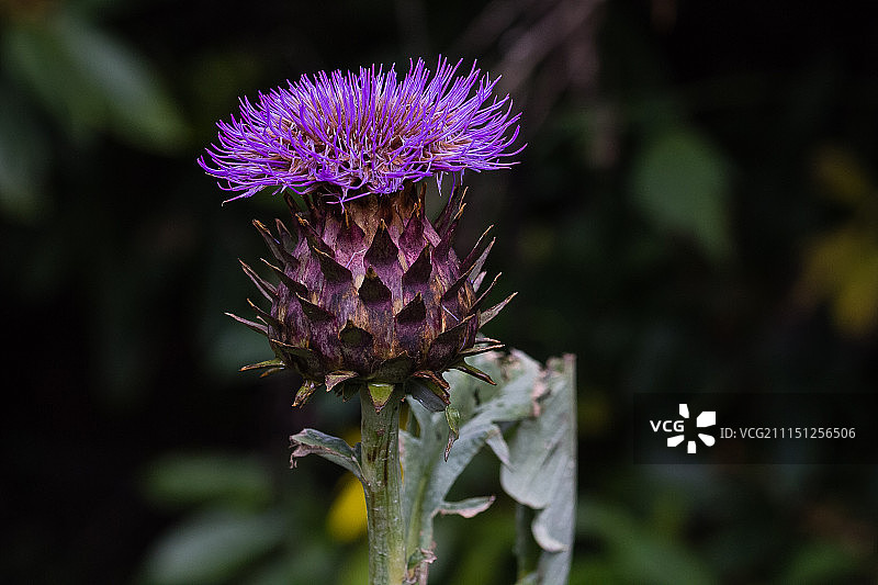 蓟花特写图片素材