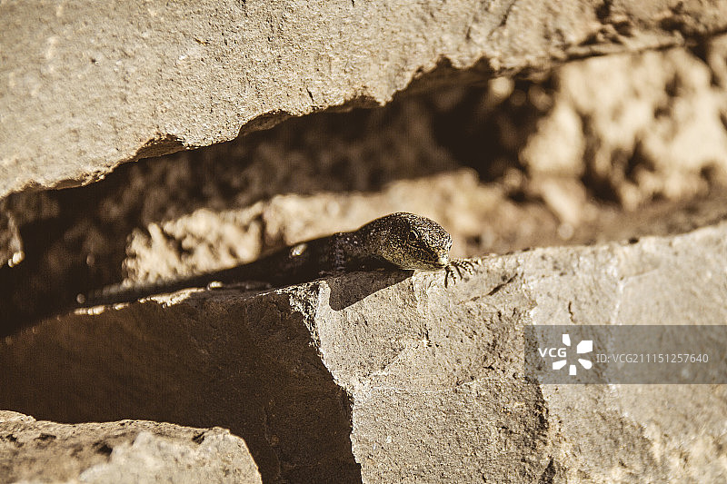 马德拉墙蜥蜴图片素材