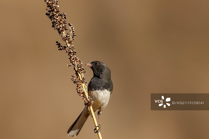 黑眼灯草雀图片素材
