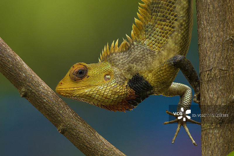 变色龙图片素材