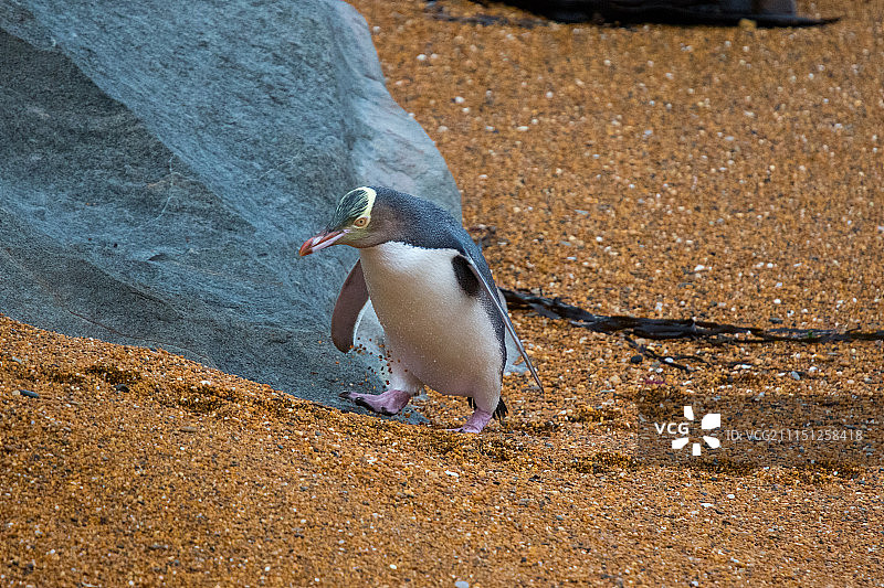 一起上山吧图片素材