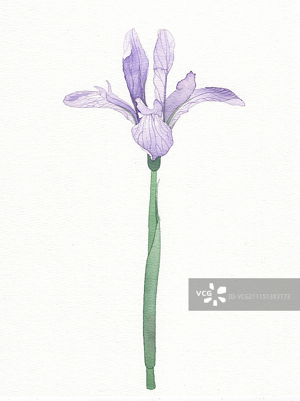 马兰花图片素材