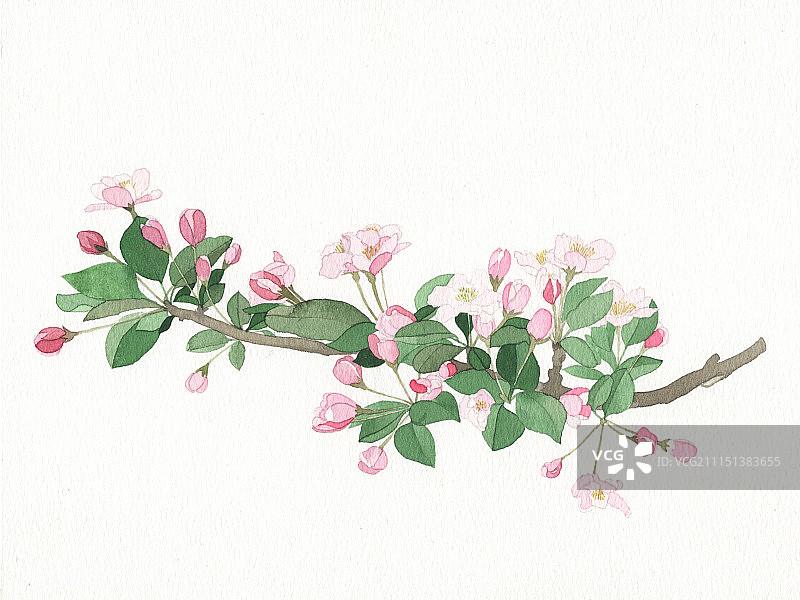 海棠花图片素材