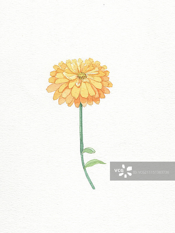 金盏菊图片素材