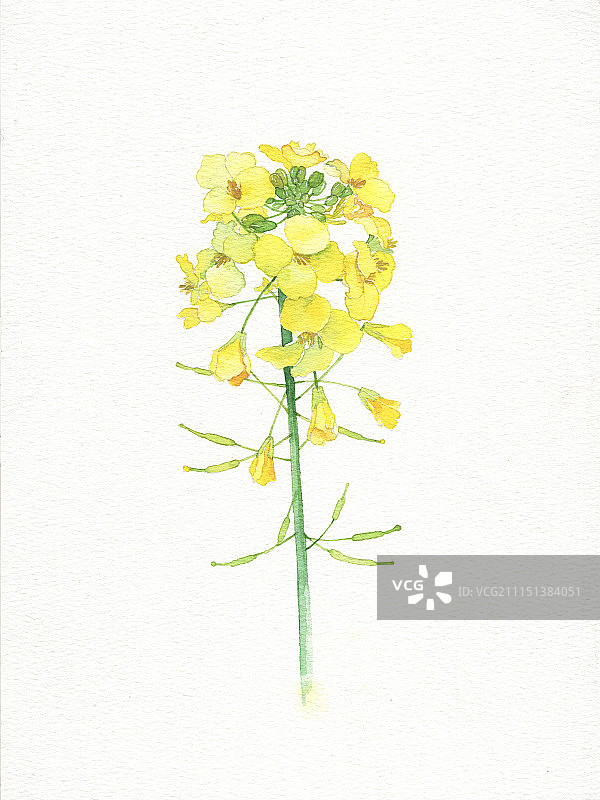 油菜花图片素材